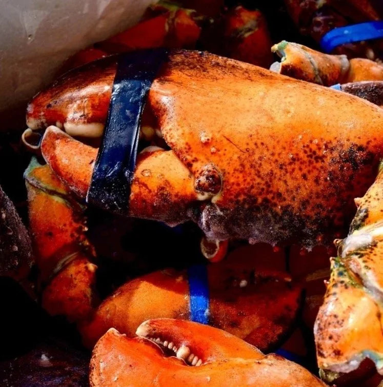 Giant kg-Grade Lobster Claw | Super Thick & Juicy | Premium Seafood Singapore - Only S$9.90