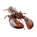 Live Maine Lobster