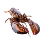 Live Maine Lobster