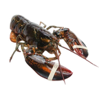 Live Maine Lobster