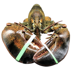 Live Maine Lobster