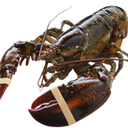 Live Maine Lobster